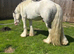 Blue and white ride and drive gelding