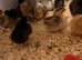 Fresh hatch of pure breed chicks