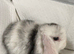 Mini lop litter. Lovely temperaments.