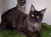 Pedigree Maine Coon kittens