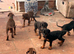 Doberman puppies