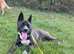 Husky x Shepard 12 month old female
