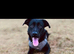 Black lab cross