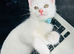 Adorable pure white female girl kitten affectionate
