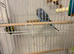 budgies
