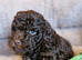 Gorgeous KC REG chocolate toy poodle pups