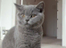 Ready now Blue British Shorthair male GCCF REGISTERED