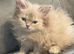3 persian kittens left