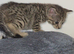 Stunning cross fluffy Bengal kittens