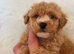 Maltipoo puppies small toy Maltese x toy poodle red apricot dog puppy