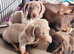 Adorable miniature dachshund puppies