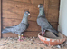 Pigeons