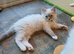 Very Beautiful GCCF Registered Ragdoll Kittens.