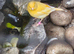 Canaries mixed sexes