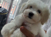 READY TO LEAVE NOW – Beautiful Maltese Puppies Looking for Their Forever Homes!