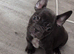 French bulldog girls