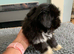 Adorable girl Lhasa Apso puppy