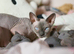Gorgeous Sphynx Kittens