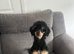 Toy poodle boy