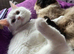 Oakley seal point ragdoll & Tinker