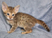 Exceptional F5 Savannah kittens