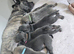 READY TO GO !!! French Bulldog Puppies