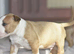 Excellent miniature bull terrier puppies