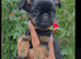Griffon Bruxellois KC registered