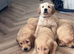 5 puppies available