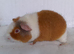 Teddy Guinea Pig sows