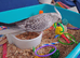 Hand reread hand tame female cockatiel