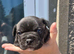 pocketbullyxfrenchy