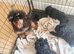 Toy poodle puppies show quality