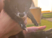 Black ferret