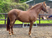 Striking 158cm WPB Mare