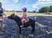 Lovely gelding Shetland