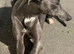Beautiful whippet girl