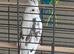 2 male cockatiels- Lutino and pied