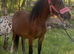 Super welsh section a yearling filly