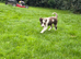 Border collie puppies