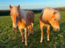 Cracking 15hh gelding