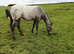 Appy x knabbstrupper filly quality girl