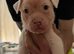 Gorgeous American bulldog x French bulldog
