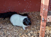 Mum and baby daughter guinea pigs