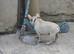 Female frenchie pup