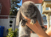 French lop
