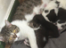 Cheeky kittens
