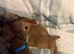 3 beautiful miniature dachshunds