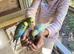 Budgies for sale