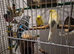 Budges for sale